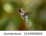 Bee hummingbird - Mellisuga helenae - male at Playa Larga Cuba, Cuban endemic bird. The smallest bird in the world.