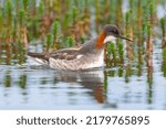 Small photo of Red-necked phalarope, northern phalarope, hyperborean phalarope - Phalaropus lobatus, floating in calm water with vegetation in background