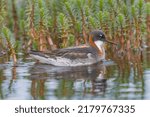 Small photo of Red-necked phalarope, northern phalarope, hyperborean phalarope - Phalaropus lobatus, swimming in calm water with vegetation in background