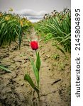 Lonely Tulip  Washington State  ...