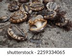 Small photo of Haenyeo(who are female divers in Jeju of South Korea) is just catching incredible abalones. Look at those! They're alive.