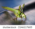 Green Grasshopper On Pool Table
