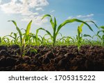 Maize Seedling In The...