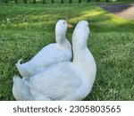 Two White Ducks On Green Grass...