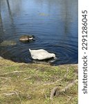 Video of duck, ducks and or goose, geese eating in water at edge of pond in Indian Park in Montoursville, Lycoming County, Pennsylvania.