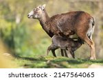 Baby mouflon, ovis orientalis, drinking milk my its mother, the mouflon ewe