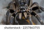 Small photo of Ceratogyrus darlingi is a kind of tarantulas from Africa and he also known like Burst horned baboon tarantula or African rear-horned baboon tarantula. There is tarantula eyes and tarantula horn