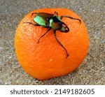 Small photo of Colorful flower beetle Theodosia rodriguesi on orange. Breeding beetles. Beetles as pets. Cetoniidae. Coleoptera. Entomology.