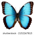 Big Blue Iridescent Butterfly...