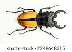 Yellow lucanus beetle isolated...