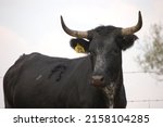 Black corriente cow with horns