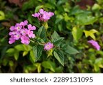 Small photo of Lantana Montevidensis, Trailing Lantana, Purple Lantana, trailling shrub with opposite oval leaves and Purple blue flowers in small flat topped clusters, with large ovate bracks.