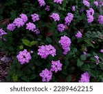 Small photo of Lantana Montevidensis, Trailing Lantana, Purple Lantana, Trailing shrub with opposite oval leaves and Purple blue flowers in small flat topped clusters, with large ovate bracks.