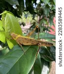Small photo of Grasshopper or Locust. Locusts are large grasshoppers that live on almost every continent of the world and are known for their propensity to gather in large, destructive swarms.