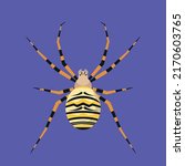 Top View Of Wasp Spider