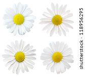 Four White Flowers