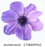 Violet isolated flower on white ...