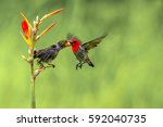 Small photo of The mother of Hummingbird inserts her beak into the throats of her baby dropping the regurgitated insects and nectar. Hummingbird hovering