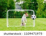 Dog As Amusing Football  Soccer ...