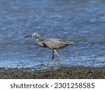 White-faced Heron (Egretta novaehollandiae) patrolling the shoreline at low tide with water in background.