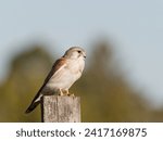 Small photo of Nankeen Kestrel (Falco enchroides) perched on a wood fence post with bokeh blue sky and green foliage background at Maitland new South Wales Australia