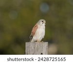 Small photo of Nankeen Kestrel (Falco cenchroides) perched on a timber fence post with bokeh background at Maitland New South Wales Australia