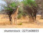 Small photo of Giraffe in savanna in Tarangire national park in Tanzania. Wild nature of Tanzania, East Africa
