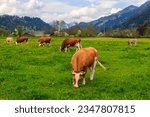 Herd of cows grazing on a green alpine meadow in the Swiss Alps, Switzerland