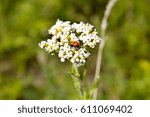 Ladybug On The White Yarrow...