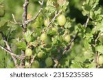 Gooseberry Bush in the garden. Green Gooseberry fruit. 