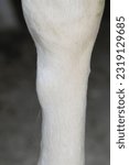 Small photo of Horse with splint on front leg. Hard bony swelling. Equestrian