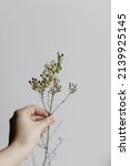 Small photo of Hand holding minimal bouquet on white background close up. Beautiful fresh manuka flowers. Stylish minimal floral arrangement, moody image