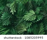 stinging nettle leaves as background. Beautiful texture of nettle. Top view. Copy space. Can use as banner
