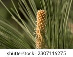 Small photo of A young, pine shoot growing in the spring. Spring development of conifers, a young, light green shoot. pring development of conifers, a young, light green shoot. Decorative variety (species!?) of pine