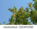 Small photo of Yellow mirabelle plums in great abundance on the tree.Yellow tasty sweet fruit growing on a tree against the blue sky.