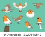 Animal Cartoon Bird Various Poses European Robin Vector Illustration