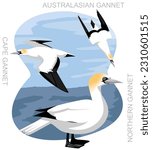 Cute Bird Gannet Set Cartoon Vector
