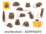 cute brown rat various poses...