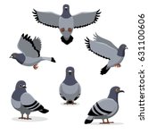 Pigeon Free Stock Photo - Public Domain Pictures