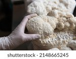 Hericium erinaceus is a popular mushroom nootropic. Medical mushrooms for mental health