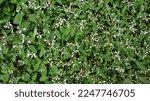 Small photo of Field of Breathless White Euphorbia or Euphorbia Balbrewite small and airy white flowers.