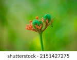 Small photo of Jatropha podagrica, that plant is often used as a park decorum