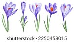 Purple Crocuses Set Five Spring ...