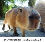 Curious Capybara Sniffing...