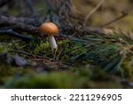 Amanita Mushroom In The Natural ...
