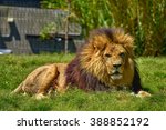 Lion In Melbourne Zoo