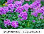 Garden Purple Phlox  Phlox...