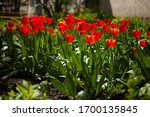 Bright Red Tulips In The...