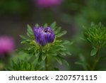 Buds Purple Aster Flower Close...