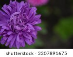 Purple Aster Flower Close Up ...